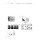 METHODS OF TREATING CANCER HAVING AN ACTIVE WNT/BETA-CATENIN PATHWAY diagram and image