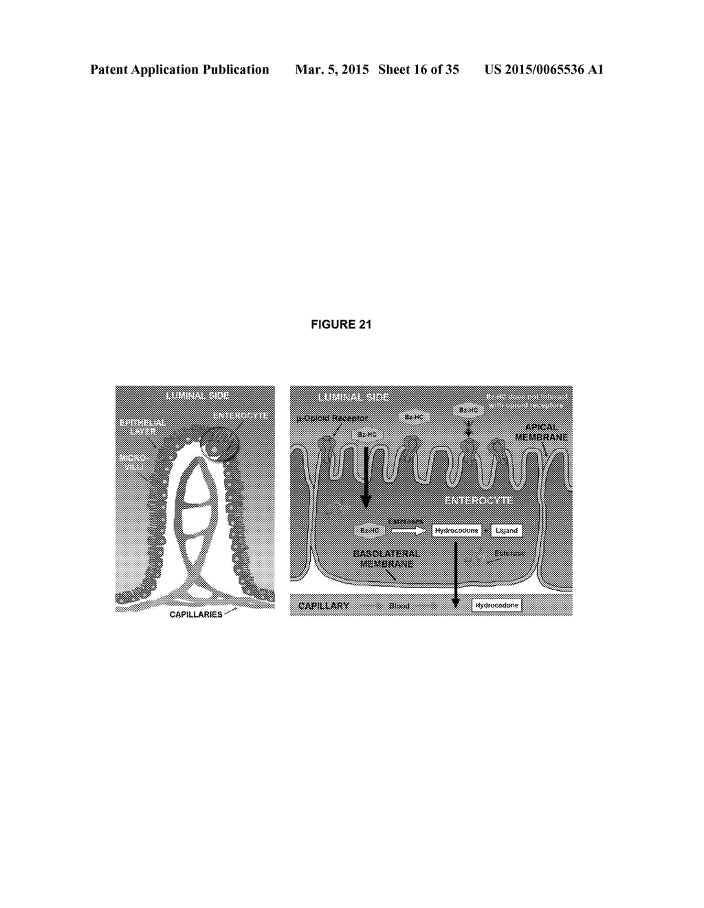 Benzoic Acid, Benzoic Acid Derivatives and Heteroaryl Carboxylic Acid     Conjugates of Hydrocodone, Prodrugs, Methods of Making and Uses Thereof - diagram, schematic, and image 17