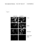 Glycoconjugates of RNA Interference Agents diagram and image