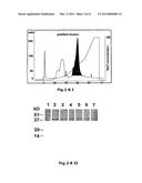 USE OF SOLUBLE FORMS OF CD83 AND NUCLEIC ACIDS ENCODING THEM FOR THE     TREATMENT OR PREVENTION OF DISEASES diagram and image