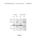 USE OF SOLUBLE FORMS OF CD83 AND NUCLEIC ACIDS ENCODING THEM FOR THE     TREATMENT OR PREVENTION OF DISEASES diagram and image