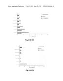 USE OF SOLUBLE FORMS OF CD83 AND NUCLEIC ACIDS ENCODING THEM FOR THE     TREATMENT OR PREVENTION OF DISEASES diagram and image