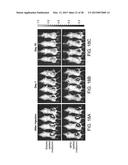 Mesoporous Silica Compositions for Modulating Immune Responses diagram and image