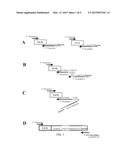 METHODS AND KITS FOR SYNTHESIS OF siRNA EXPRESSION CASSETTES diagram and image