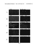 METHODS AND KITS FOR SYNTHESIS OF siRNA EXPRESSION CASSETTES diagram and image