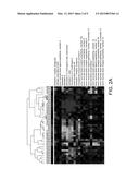 METHODS AND KITS FOR DIAGNOSING OSTEOARTHRITIS AND PREDICTING PROGRESSION diagram and image