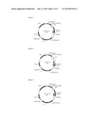 TRANSCRIPTION UNITS AND THE USE THEREOF IN EXPRESSION VECTORS diagram and image