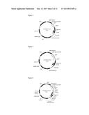 TRANSCRIPTION UNITS AND THE USE THEREOF IN EXPRESSION VECTORS diagram and image