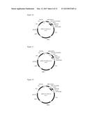 TRANSCRIPTION UNITS AND THE USE THEREOF IN EXPRESSION VECTORS diagram and image