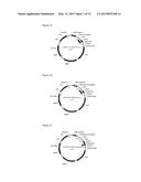 TRANSCRIPTION UNITS AND THE USE THEREOF IN EXPRESSION VECTORS diagram and image