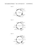 TRANSCRIPTION UNITS AND THE USE THEREOF IN EXPRESSION VECTORS diagram and image