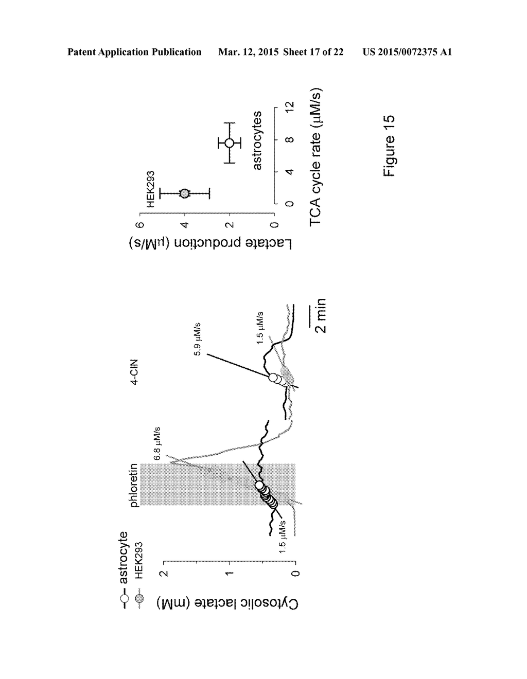 GENETICALLY ENCODED PROBE FOR QUANTIFICATION OF LACTATE AND METHODS FOR     QUANTIFYING METABOLIC RATES AND LACTATE TRANSPORT - diagram, schematic, and image 18