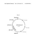 COMPOSITIONS AND METHODS FOR IMPROVED PROTEIN PRODUCTION diagram and image