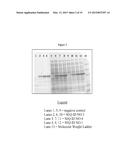 GENE ENCODING CELLULASE diagram and image