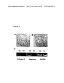 METHOD OF ENHANCING PROLIFERATION AND/OR SURVIVAL OF MESENCHYMAL PRECURSOR     CELLS (MPC) diagram and image