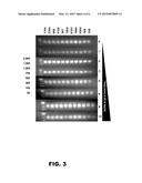 DEGENERATE OLIGONUCLEOTIDES AND THEIR USES diagram and image