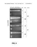 DEGENERATE OLIGONUCLEOTIDES AND THEIR USES diagram and image