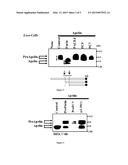 POLYPEPTIDES AS APELIN INHIBITORS AND USES THEREOF diagram and image