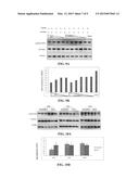 USE OF PHOSPHORYLATION PATHWAY-RELATED FACTOR IN REGULATING FUNCTION OF     REGULATORY T CELL diagram and image