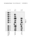 Transgenic mouse expressing human apo(a) and human apo(B-100) with     disabled vitamin C gene produces human Lp(a) diagram and image