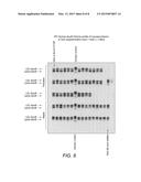 Transgenic mouse expressing human apo(a) and human apo(B-100) with     disabled vitamin C gene produces human Lp(a) diagram and image