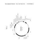 TERMINATOR SEQUENCE FOR GENE EXPRESSION IN PLANTS diagram and image