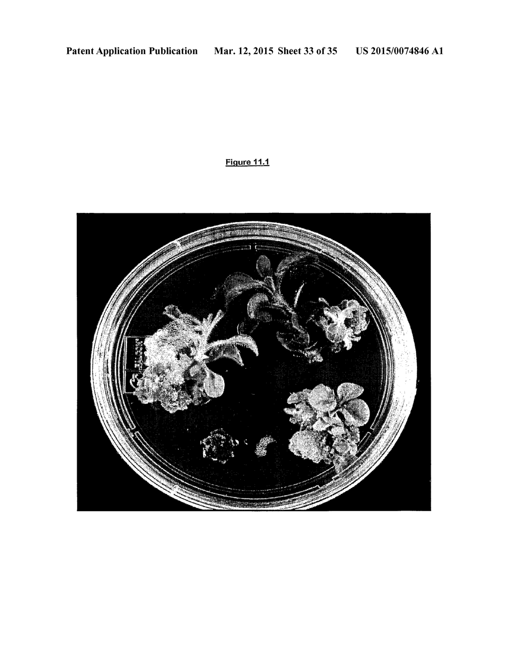 METHODS AND COMPOSITIONS FOR MODIFYING PLANT FLAVONOID COMPOSITION AND     DISEASE RESISTANCE - diagram, schematic, and image 34