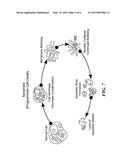 METHOD FOR HARVESTING, PROCESSING, AND STORAGE OF PROTEINS FROM THE     MAMMALIAN FETO-PLACENTAL UNIT AND USE OF SUCH PROTEINS IN COMPOSITIONS     AND MEDICAL TREATMENT diagram and image