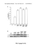 MEANS AND METHODS FOR GENERATING IMPROVED PROTEINS diagram and image