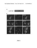 MEANS AND METHODS FOR GENERATING IMPROVED PROTEINS diagram and image