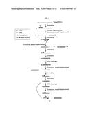 METHOD FOR DETECTING NUCLEIC ACIDS BY SIMULTANEOUS ISOTHERMAL     AMPLIFICATION OF NUCLEIC ACIDS AND SIGNAL PROBE diagram and image