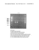 METHOD FOR DETECTING NUCLEIC ACIDS BY SIMULTANEOUS ISOTHERMAL     AMPLIFICATION OF NUCLEIC ACIDS AND SIGNAL PROBE diagram and image