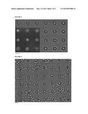 METHODS FOR OBSERVING CELLS WITH CELL WALL OR INVERTEBRATE EMBRYOS WITH     OBLONG EGGSHELL diagram and image