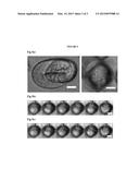 METHODS FOR OBSERVING CELLS WITH CELL WALL OR INVERTEBRATE EMBRYOS WITH     OBLONG EGGSHELL diagram and image