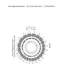 CHARACTERIZATION AND ANALYSIS OF THE COMPOSITION AND DYNAMICS OF THE     MAMMALIAN RIBOPROTEOME diagram and image