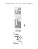 CHARACTERIZATION AND ANALYSIS OF THE COMPOSITION AND DYNAMICS OF THE     MAMMALIAN RIBOPROTEOME diagram and image