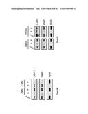 CHARACTERIZATION AND ANALYSIS OF THE COMPOSITION AND DYNAMICS OF THE     MAMMALIAN RIBOPROTEOME diagram and image