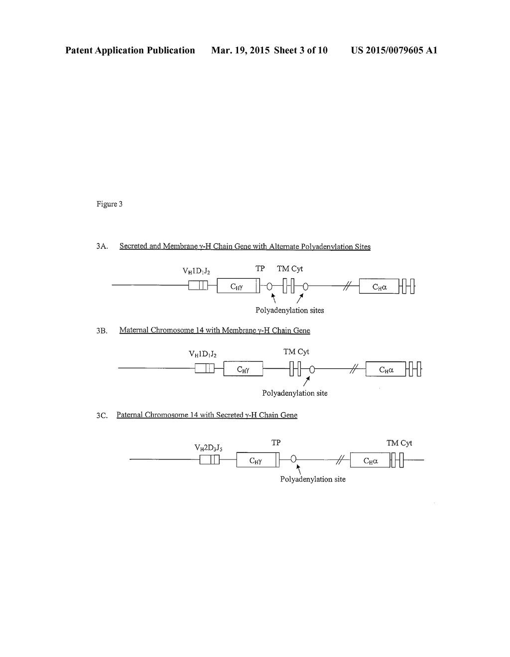 Compositions and Methods Including Recombinant B Lymphocyte Cell Line     Including an Exogenously Incorporated Nucleic Acid Expressing an     Exogenous Membrane Immunoglobulin Reactive to a First Antigen and     Including an Endogenous Gene Expressing an Endogenous Secreted     Immunoglobulin Reactive to a Second Antigen - diagram, schematic, and image 04