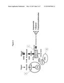 GENETICALLY ENGINEERED YEAST CELLS diagram and image