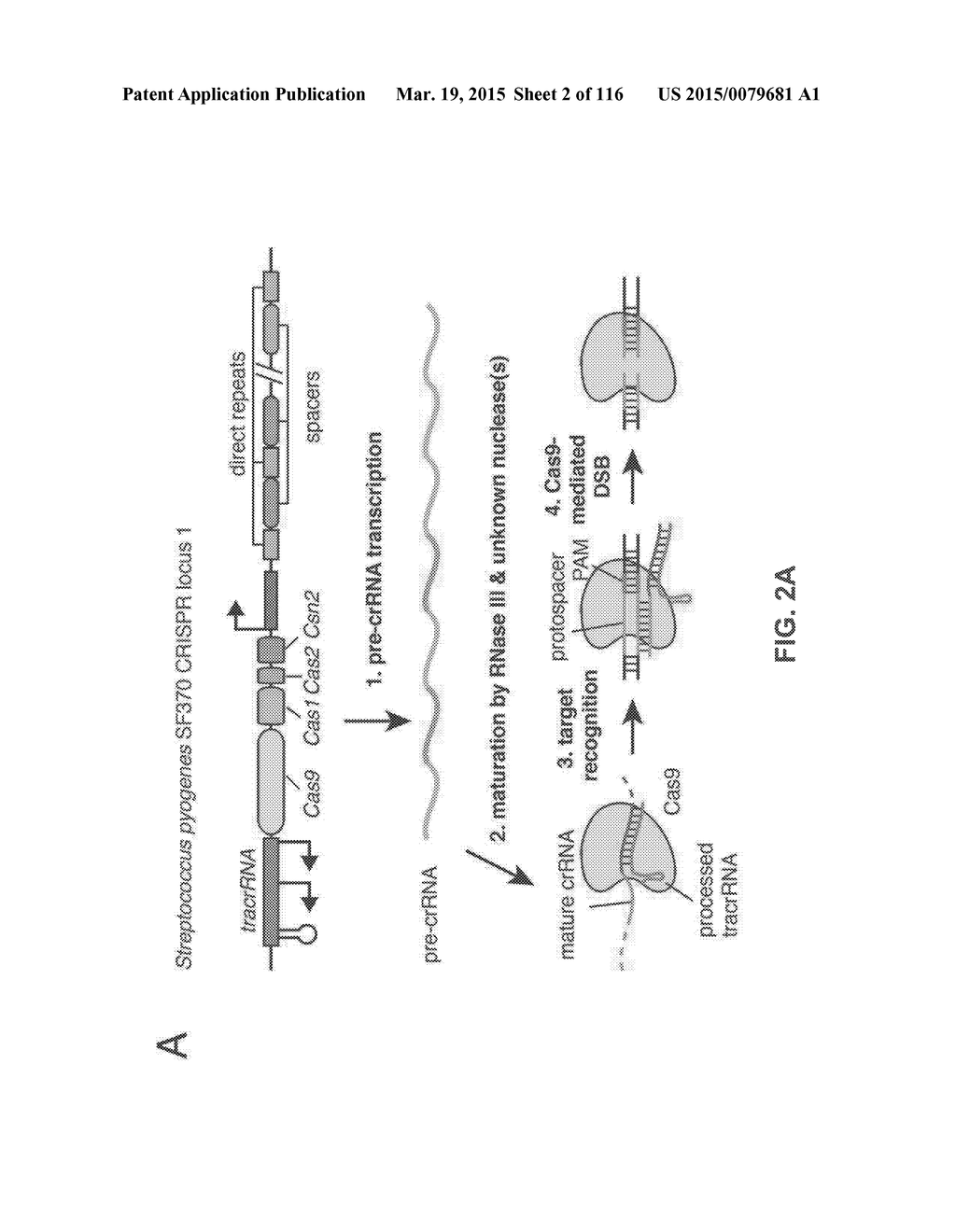 CRISPR-CAS COMPONENT SYSTEMS, METHODS AND COMPOSITIONS FOR SEQUENCE     MANIPULATION - diagram, schematic, and image 03