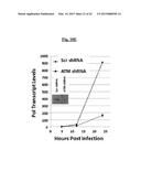 COMPOSITIONS USEFUL FOR TREATING HERPES SIMPLEX KERATITIS, AND METHODS     USING SAME diagram and image