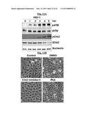 COMPOSITIONS USEFUL FOR TREATING HERPES SIMPLEX KERATITIS, AND METHODS     USING SAME diagram and image