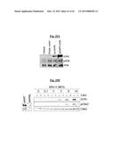 COMPOSITIONS USEFUL FOR TREATING HERPES SIMPLEX KERATITIS, AND METHODS     USING SAME diagram and image