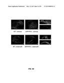 PHOSPHODIESTERASE INHIBITORS AND USES THEREOF diagram and image