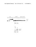 Compositions and Methods Related to Protein Displacement Therapy for     Myotonic Distrophy diagram and image