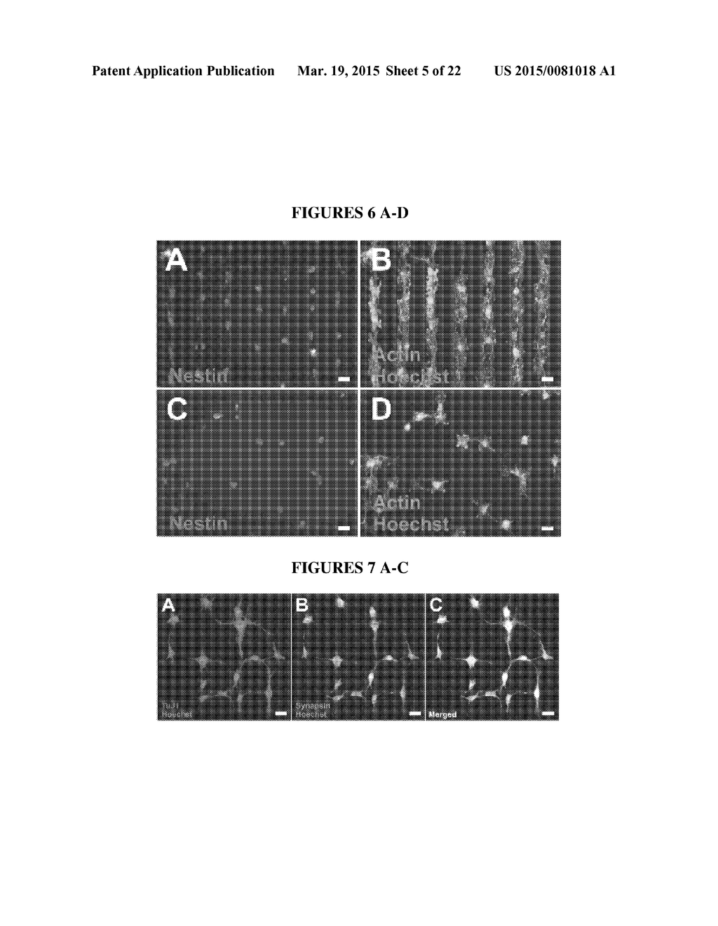 METHODS AND SUBSTRATES FOR DIFFERENTIATION OF NEURAL STEM CELLS - diagram, schematic, and image 06