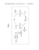 FULLERENE DERIVATIVE, METHOD OF MANUFACTURING FULLERENE DERIVATIVE AND     SOLAR CELL diagram and image