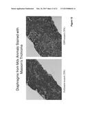 MYOSTATIN INHIBITION FOR ENHANCING MUSCLE AND/OR IMPROVING MUSCLE FUNCTION diagram and image