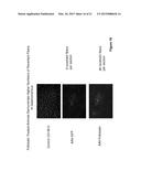 MYOSTATIN INHIBITION FOR ENHANCING MUSCLE AND/OR IMPROVING MUSCLE FUNCTION diagram and image