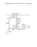 USE OF LACTIC ACID BACTERIA FOR PREPARING FERMENTED FOOD PRODUCTS WITH     INCREASED NATURAL SWEETNESS diagram and image